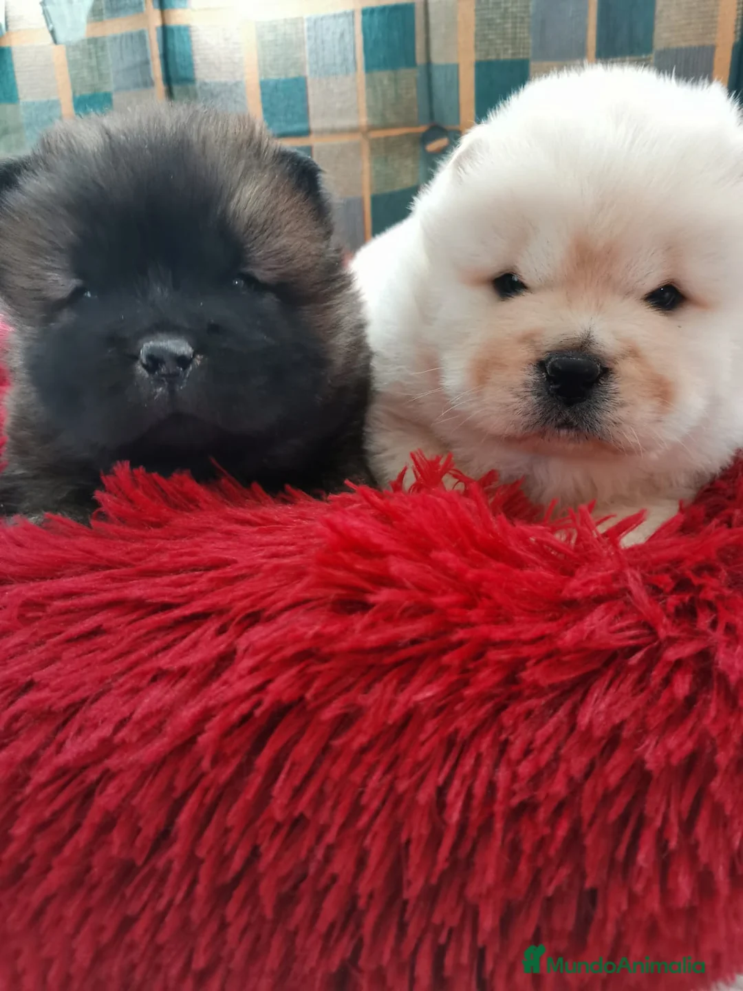 Chow Chow perros en venta: Bebés Chow-Chow  - Anuncio 2