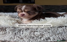 Chihuahua perros en venta: CAMADA DE CHIHUAHUA PELO LARGO - Imagen 7