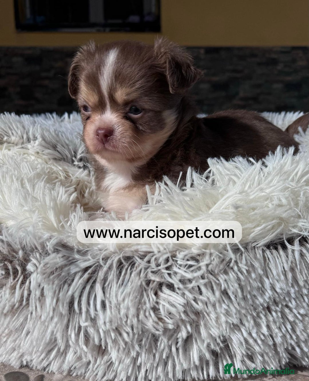 Chihuahua perros en venta: CAMADA DE CHIHUAHUA PELO LARGO - Imagen 7
