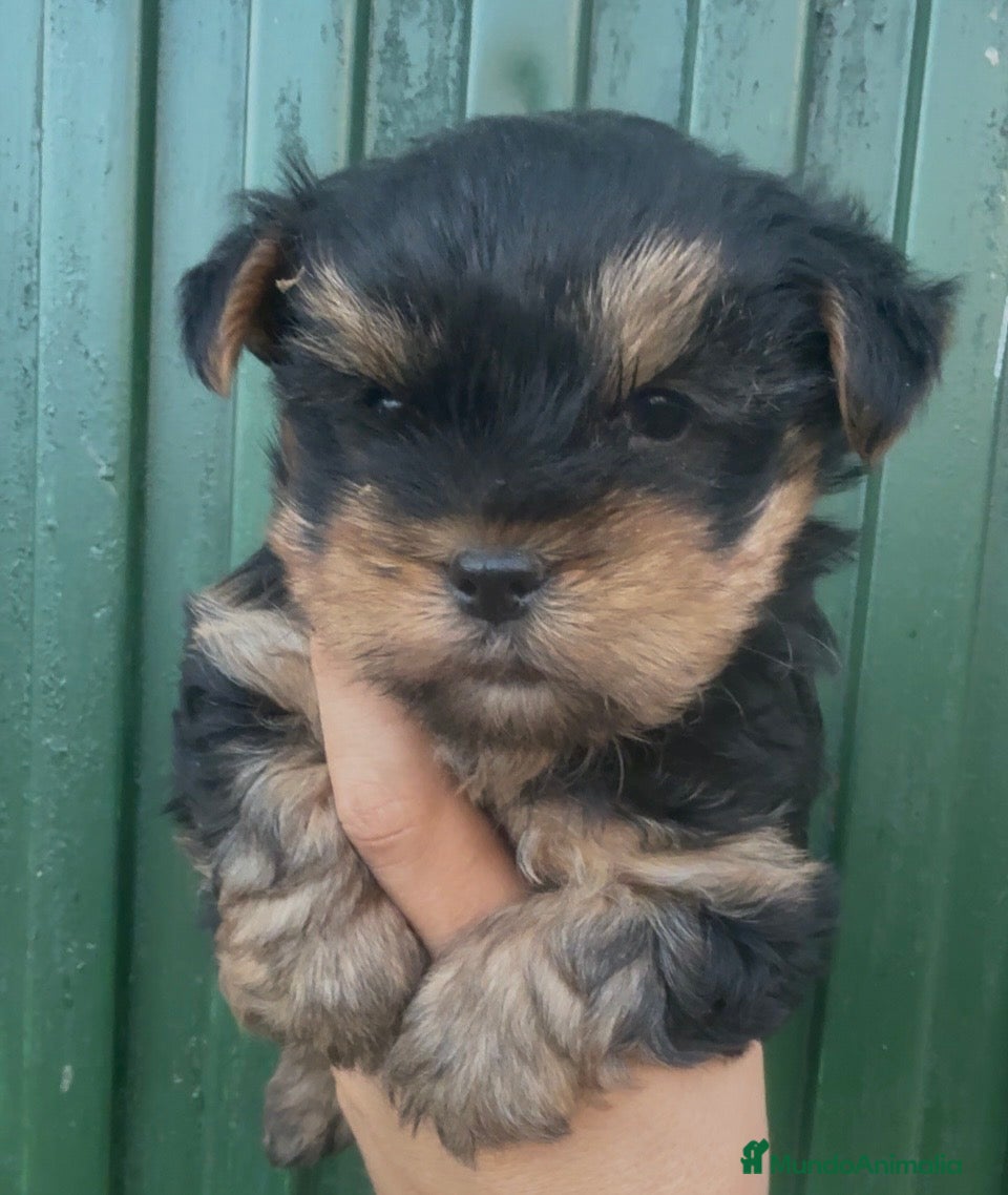 Yorkshire Terrier perros Yorkshire terrier toy - Anuncio 5
