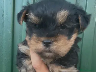 Yorkshire Terrier perros Yorkshire terrier toy - Anuncio 5