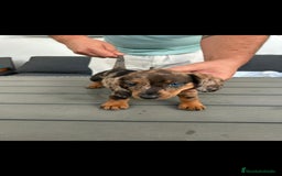 Teckel Miniatura perros en venta: CAMADA TECKEL ARLEQUIN - Imagen 1