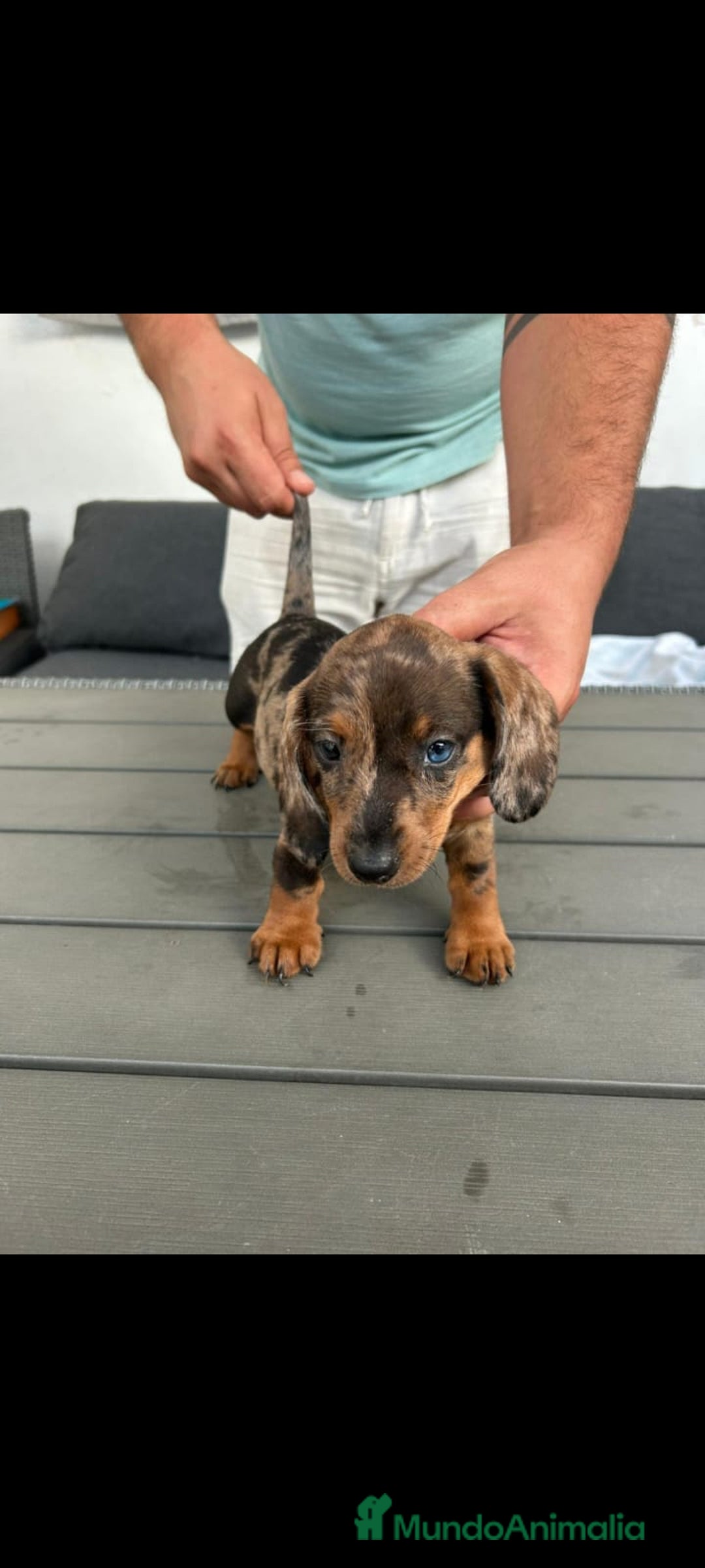 Teckel Miniatura perros en venta: CAMADA TECKEL ARLEQUIN - Imagen 1
