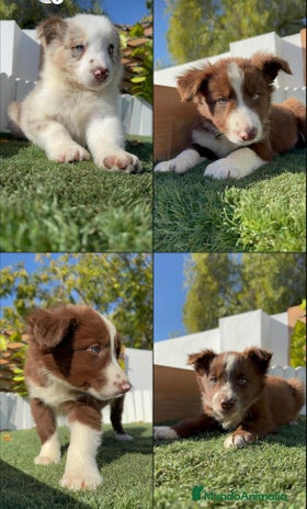 Border Collie perros BORDER COLLIE - Anuncio 1