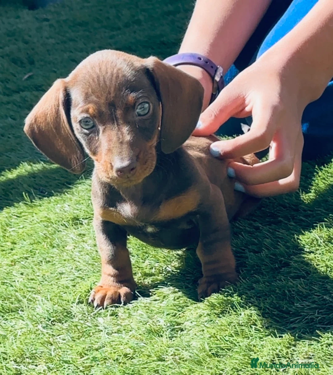 Teckel Miniatura perros en venta: Cachorritos miniatura kaninchen - Anuncio 2