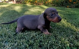 Teckel perros en venta: Teckel Hembra y Macho - Imagen 13