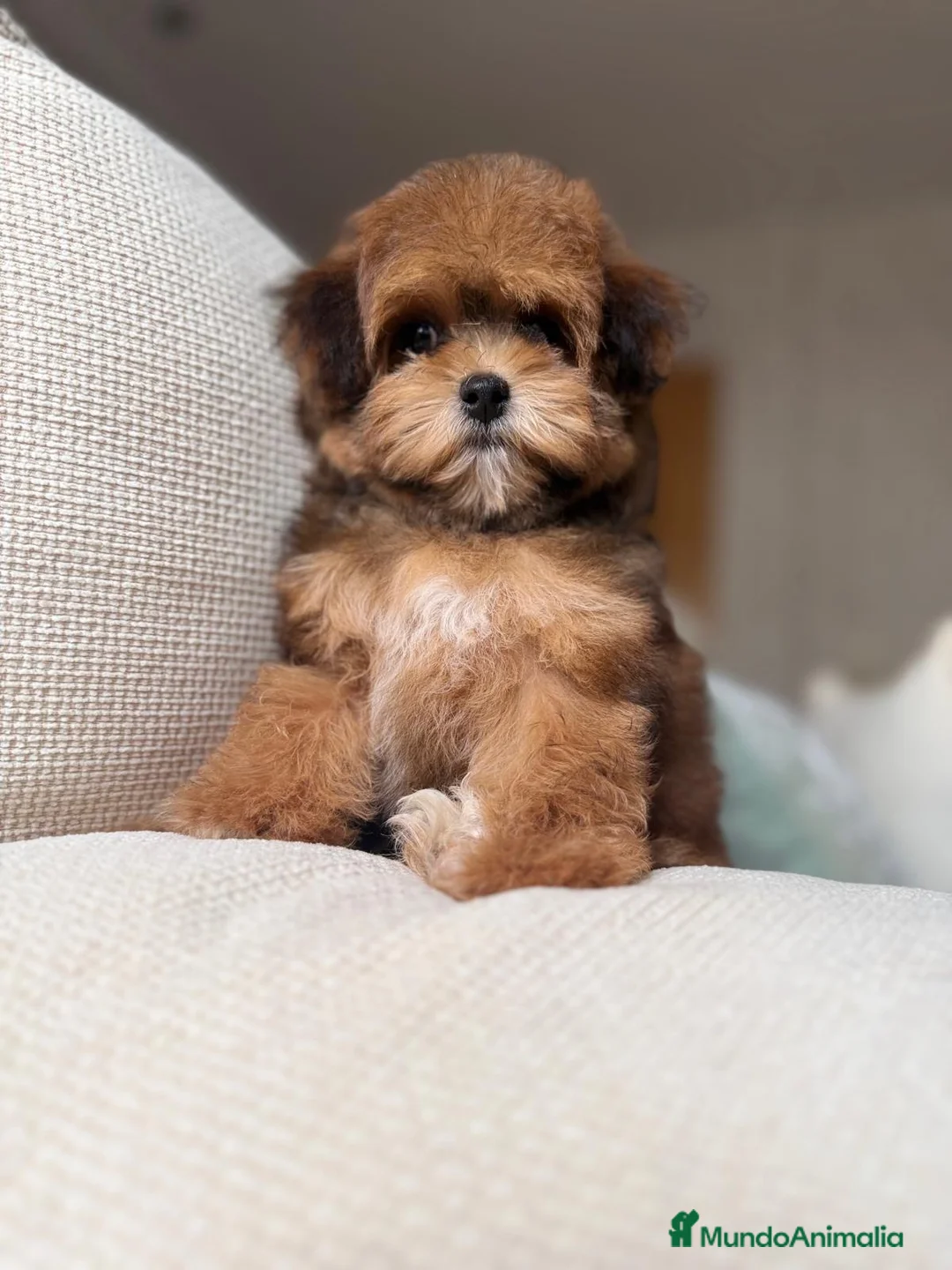 Maltipoo perros en venta: Maltipoo Hembra Toy, fotos actuales !!! - Anuncio 2