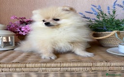 Pomerania perros en venta: Pomerania Hembra con vacunación completa!!! - Imagen 1