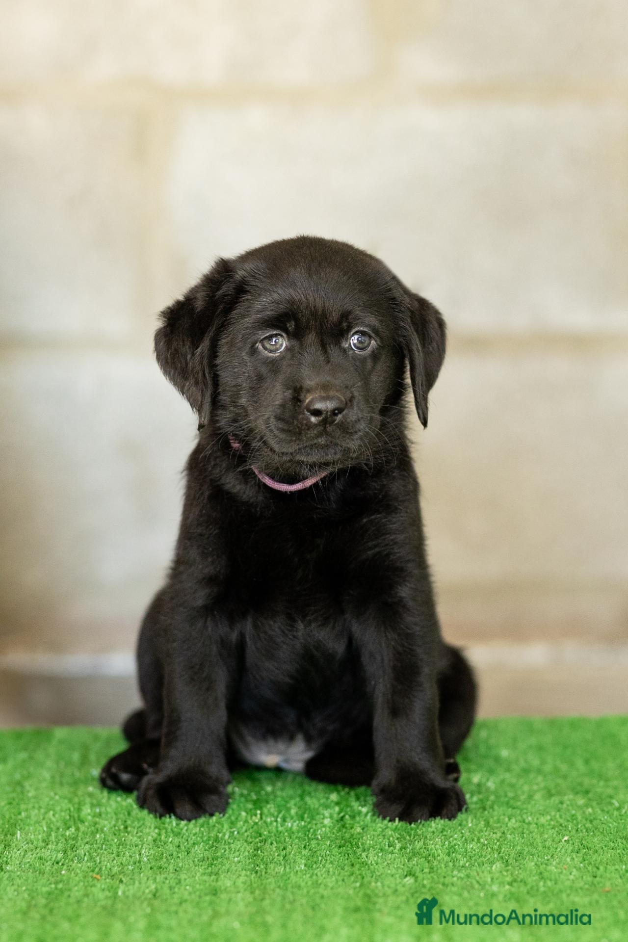 Labrador Retriever perros en venta: LABRADOR NEGRO DISPONIBLE - Anuncio 2