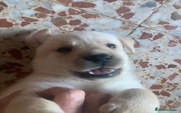 Labrador Retriever perros en venta: Nueva camada disponible - Imagen 1