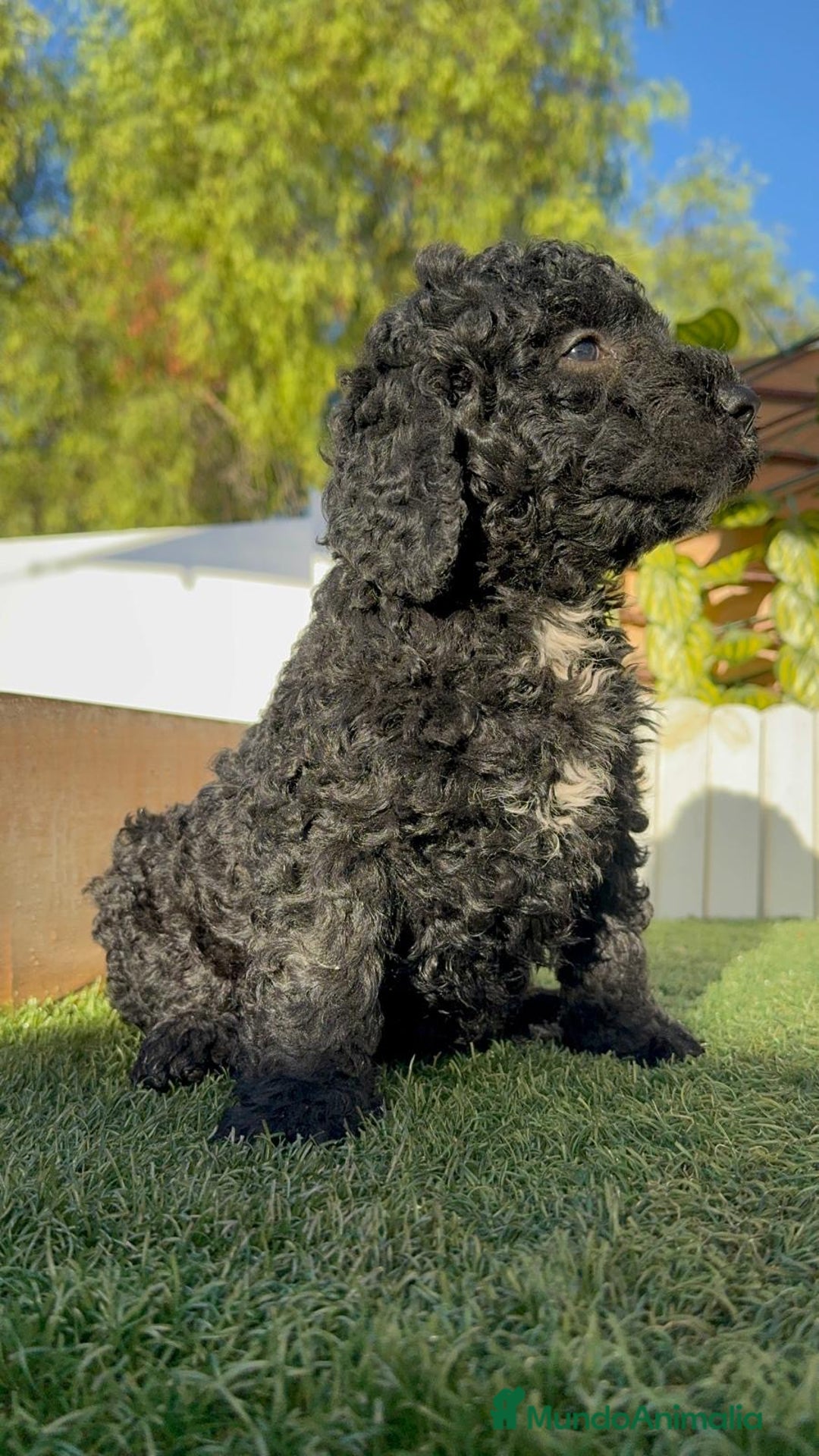 Perro de Agua Español perros en venta: PERRO DE AGUA ESPAÑOL - Imagen 11