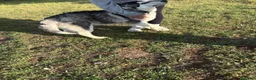 Husky Siberiano perros en venta: Husky Siberiano - Anuncio 3