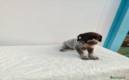 Braco Alemán de Pelo Corto perros en venta: Braco Alemán  - Imagen 7