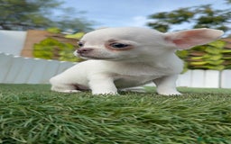 Chihuahua perros en venta: CHIHUAHUA MACHO - Imagen 9