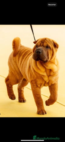 Shar Pei perros en Málaga - Anuncio 2