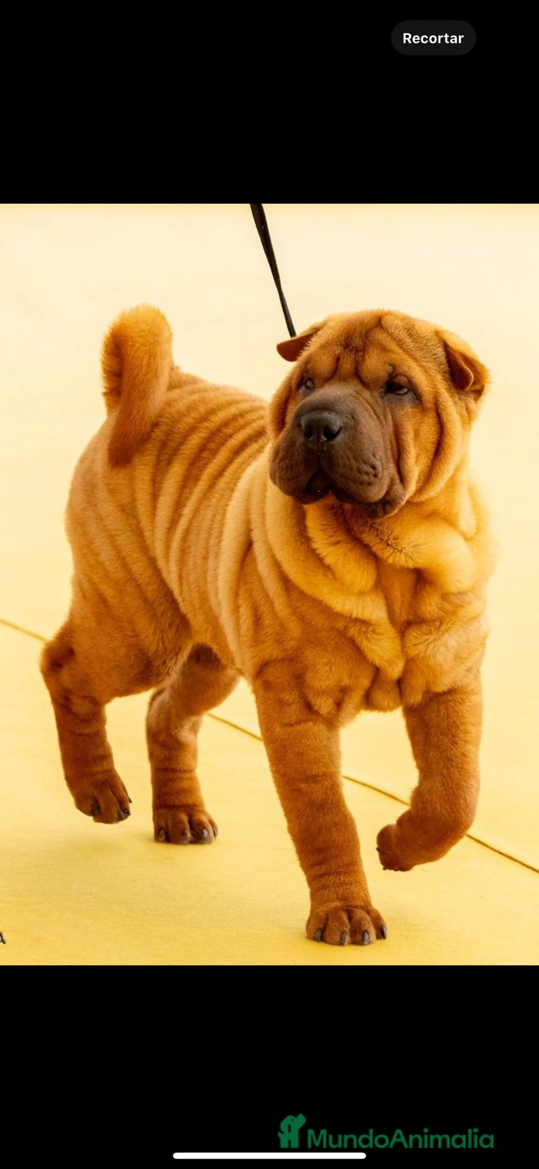 Shar Pei perros en venta: ULTIMA BEBE HEMBRA SHARPEI en Málaga - Anuncio 1