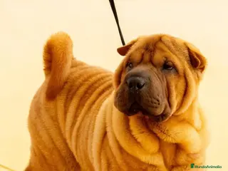 Shar Pei perros ULTIMA BEBE HEMBRA SHARPEI en Málaga - Anuncio 24