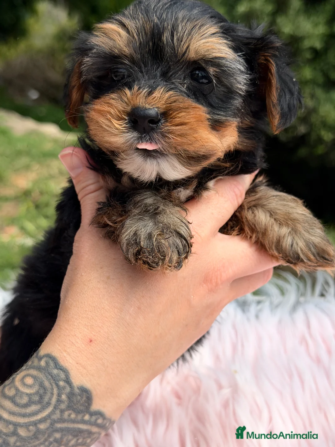 Yorkshire Terrier perros en venta: Yorki Toy hembra  - Anuncio 1