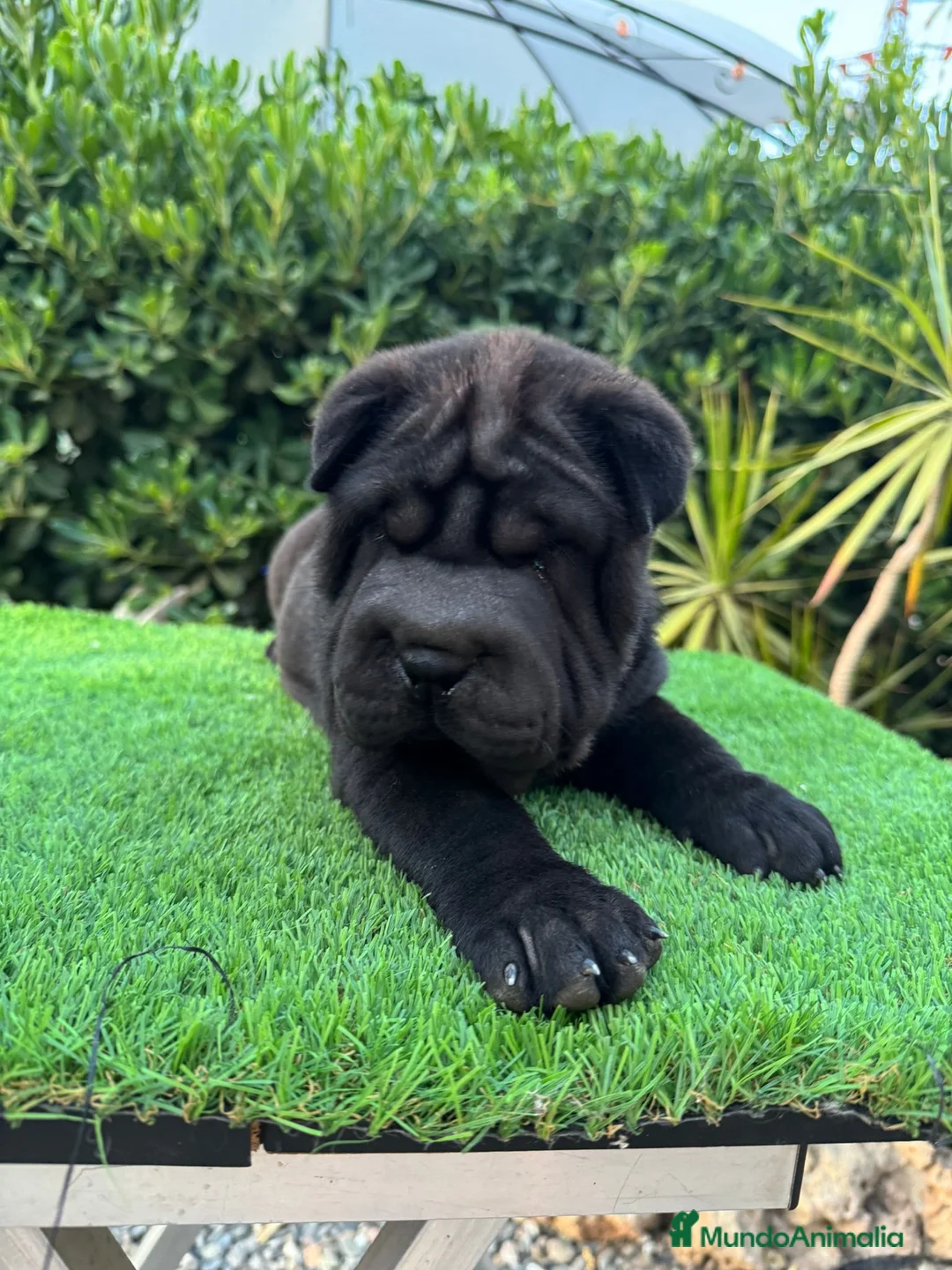Shar Pei perros en venta: BEBES SHAR PEI LOS MEJORES en Málaga - Anuncio 6