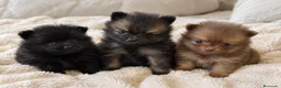 Pomerania perros en venta: POMERANIA🐶 - Anuncio 1
