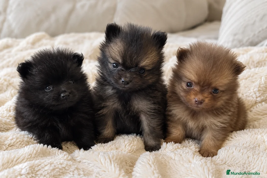 Pomerania perros en venta: POMERANIA🐶 - Anuncio 1