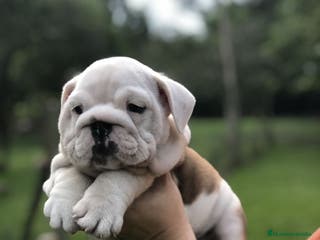 Bulldog Inglés perros REDONDITOS BEBÉS DE BULLDOG INGLÉS - Anuncio 5