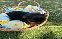Yorkshire Terrier perros en venta: Yorkshire top del Valle  - Imagen 1