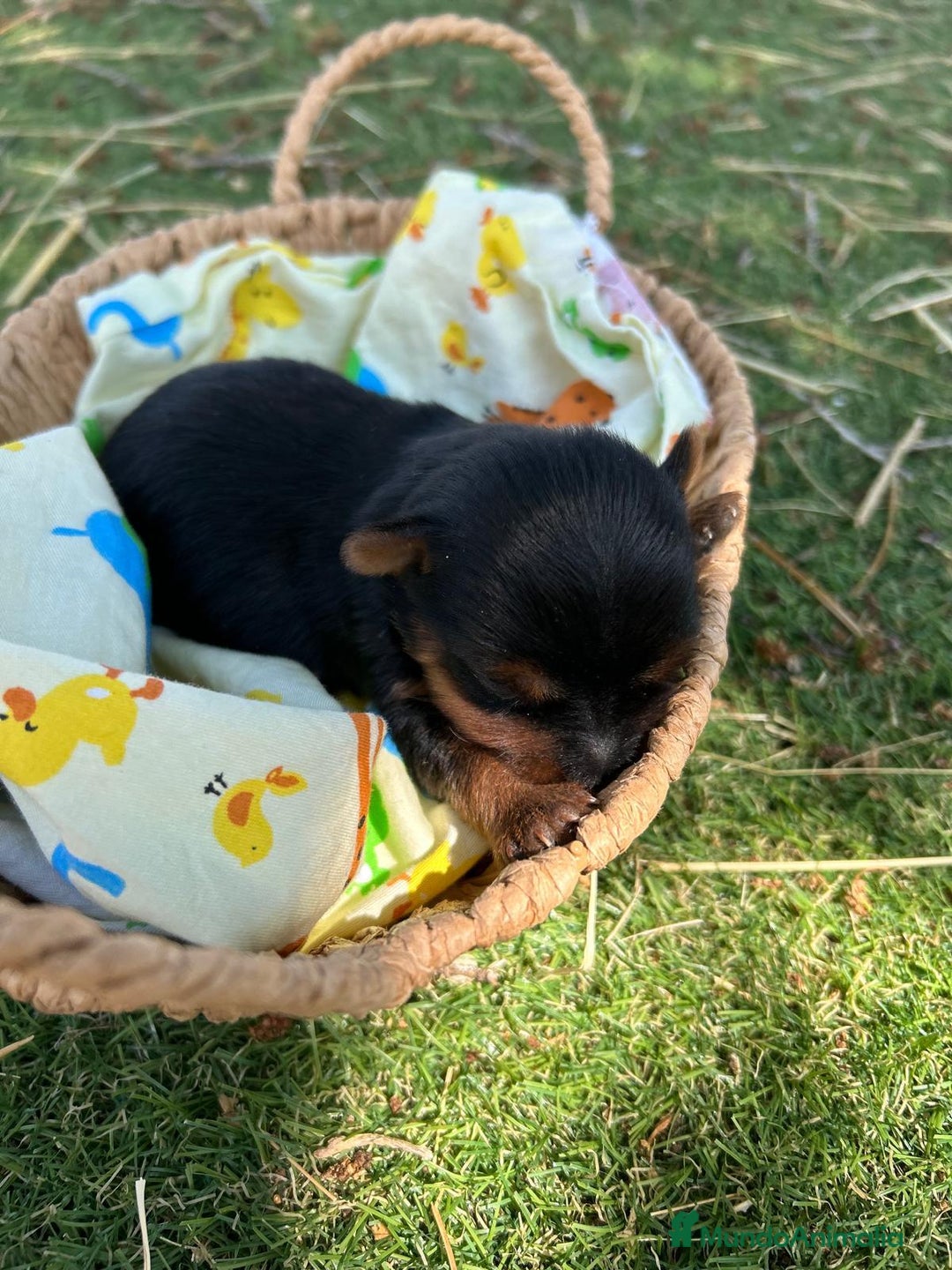 Yorkshire Terrier perros en venta: Yorkshire top del Valle  - Imagen 1