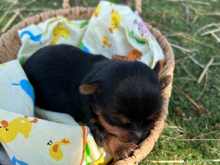 Yorkshire Terrier perros - Anuncio 11