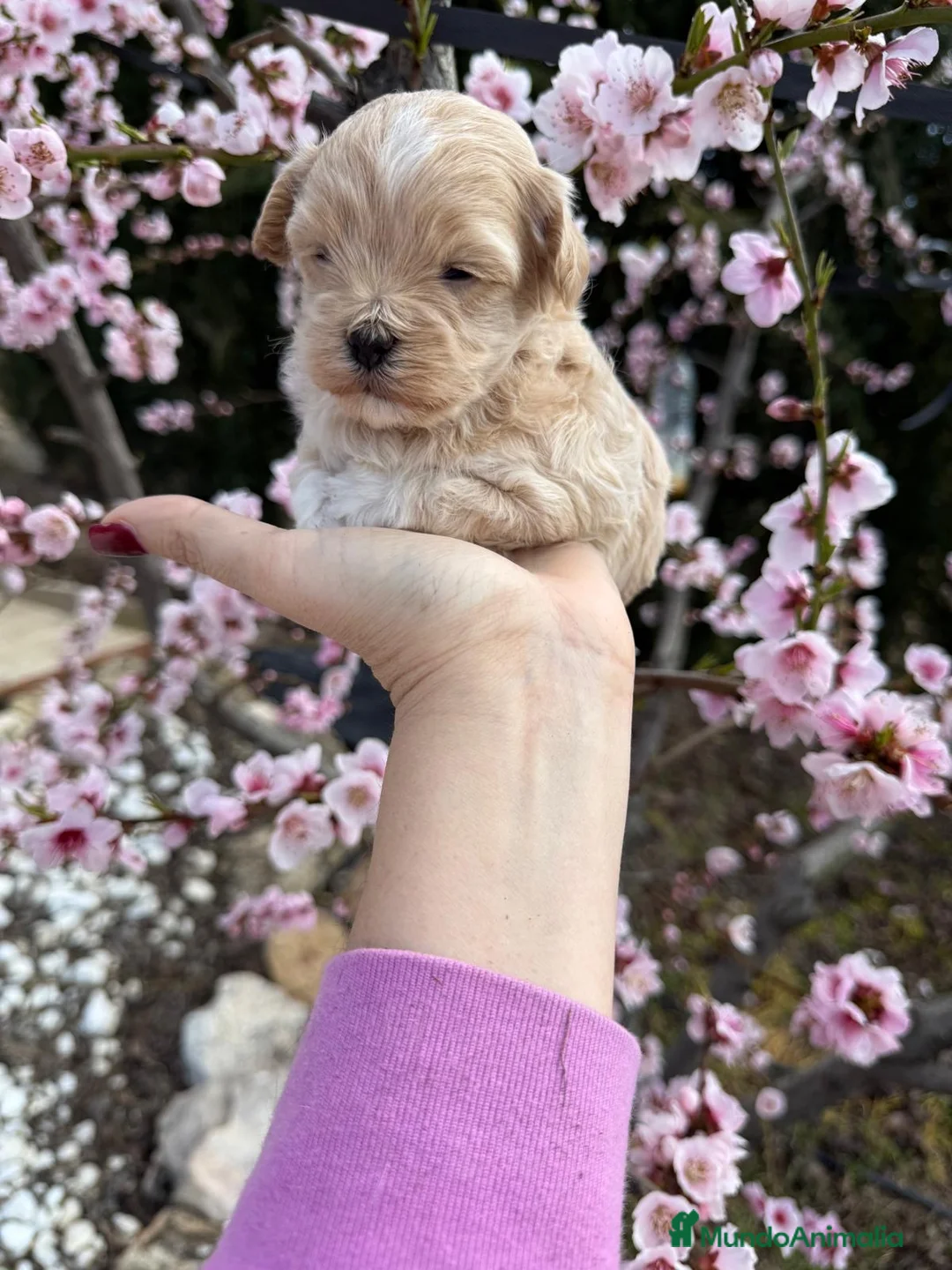 Maltipoo perros en venta: Maltipoo hembra y macho !!! - Anuncio 9