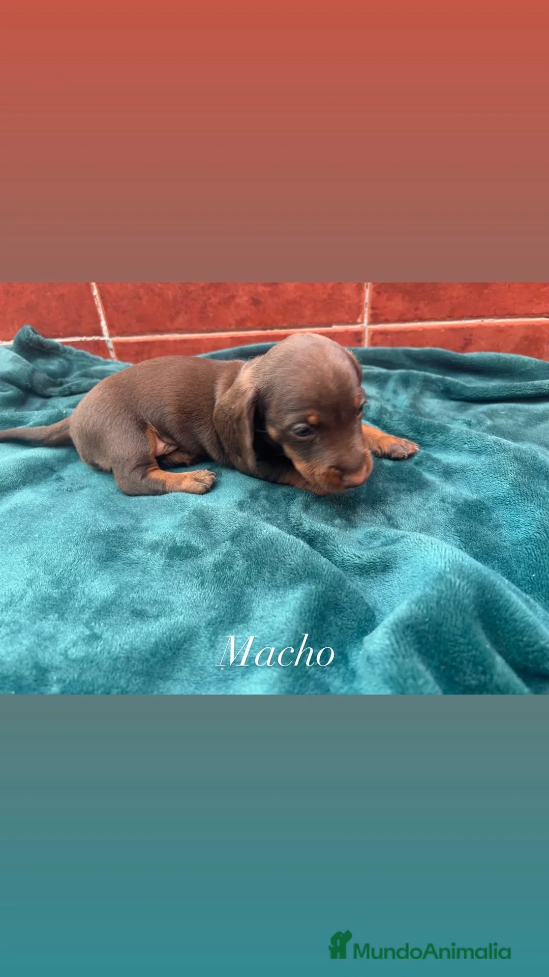 Teckel Miniatura perros en venta: Teckel Kaninchen  - Anuncio 2