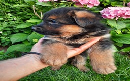 Pastor Alemán perros en venta: Pastores alemanes  - Imagen 3