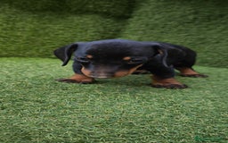 Teckel Miniatura perros en venta: teckel canichen  negro fuego  - Imagen 21