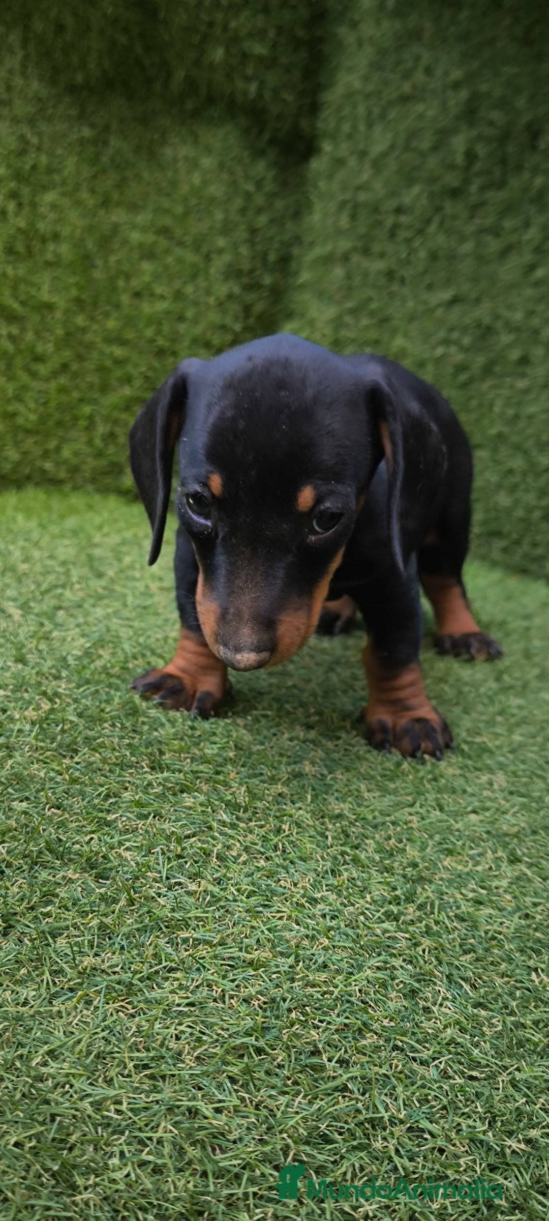 Teckel Miniatura perros en venta: teckel canichen  negro fuego  - Imagen 21