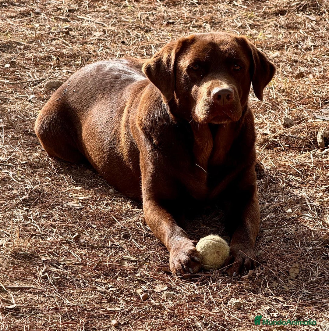 Labrador Retriever perros en venta: Labrador chocolate  - Anuncio 4
