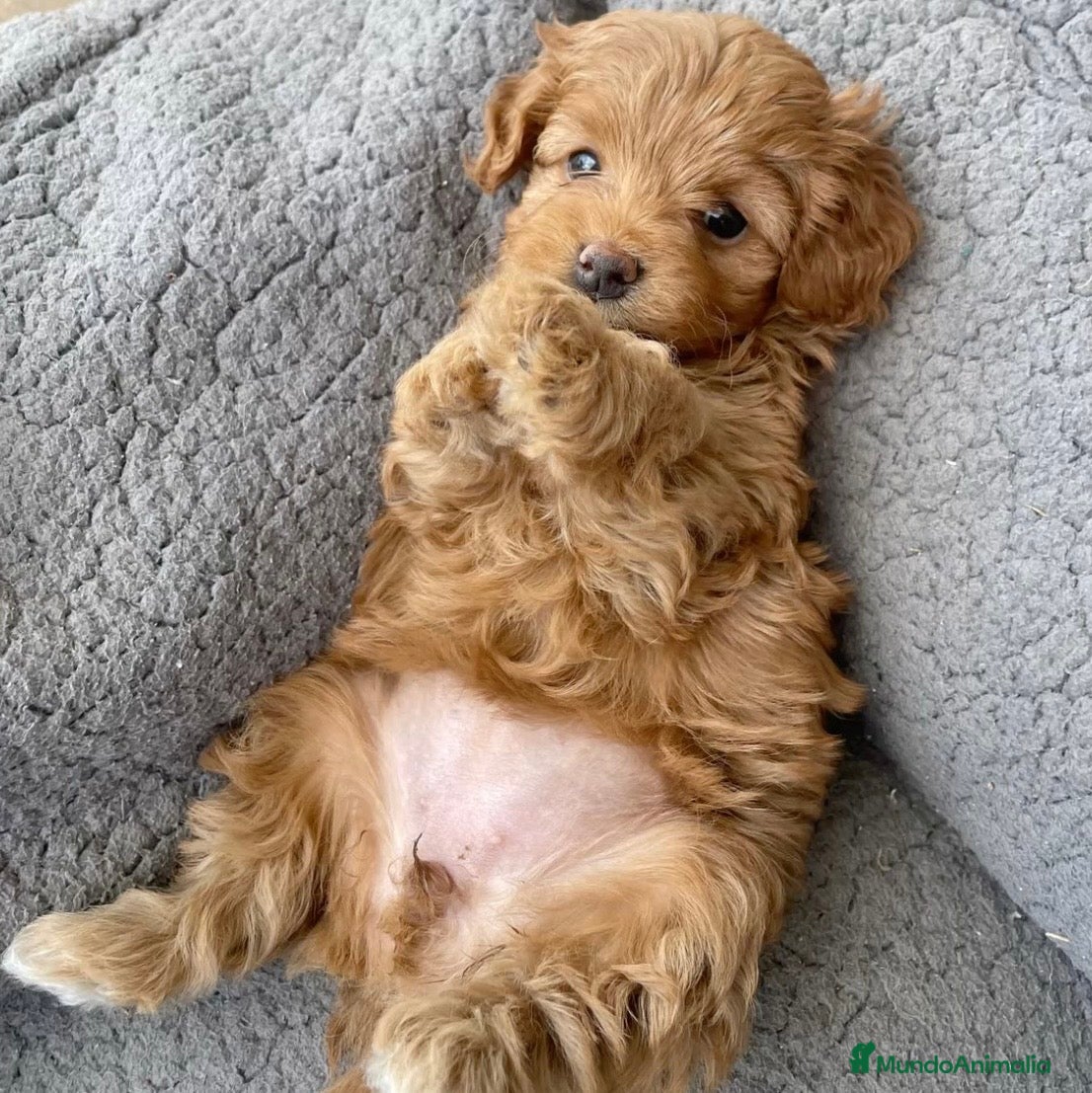 Caniche Toy perros Caniches apricot !!🐶🐾 - Anuncio 1
