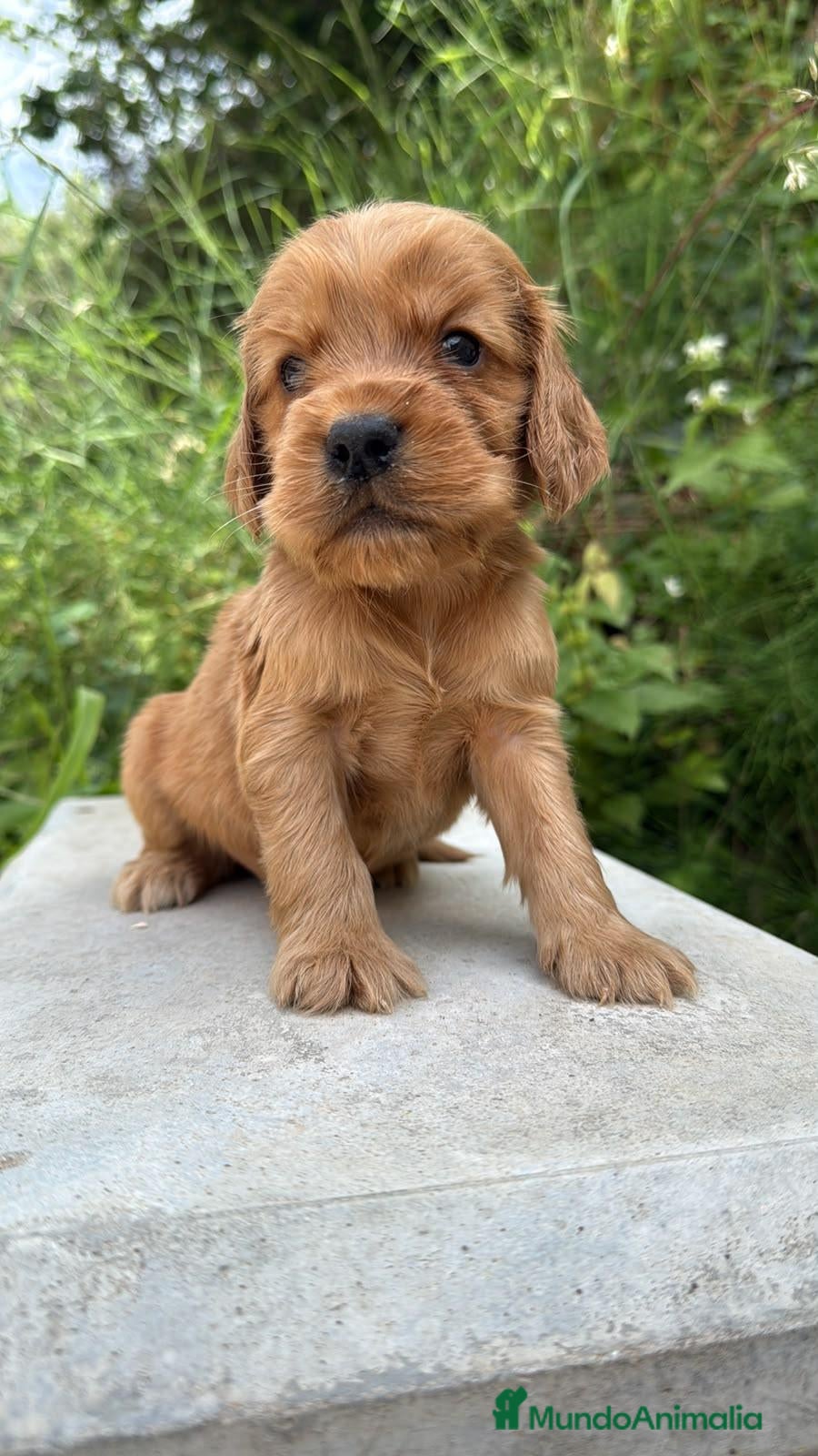 Cocker Spaniel Inglés perros COCKER INGLES - Anuncio 1