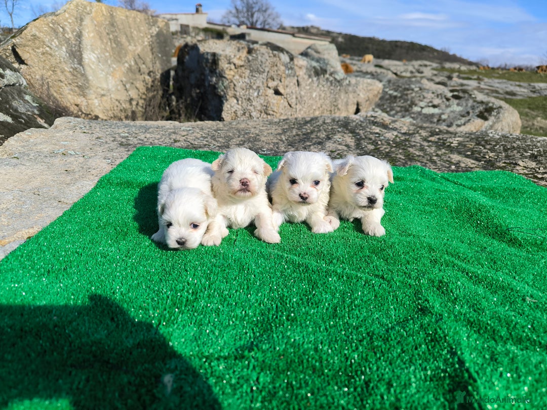 Bichón Maltés perros en venta: Camada de bichón maltes en Salamanca - Imagen 3