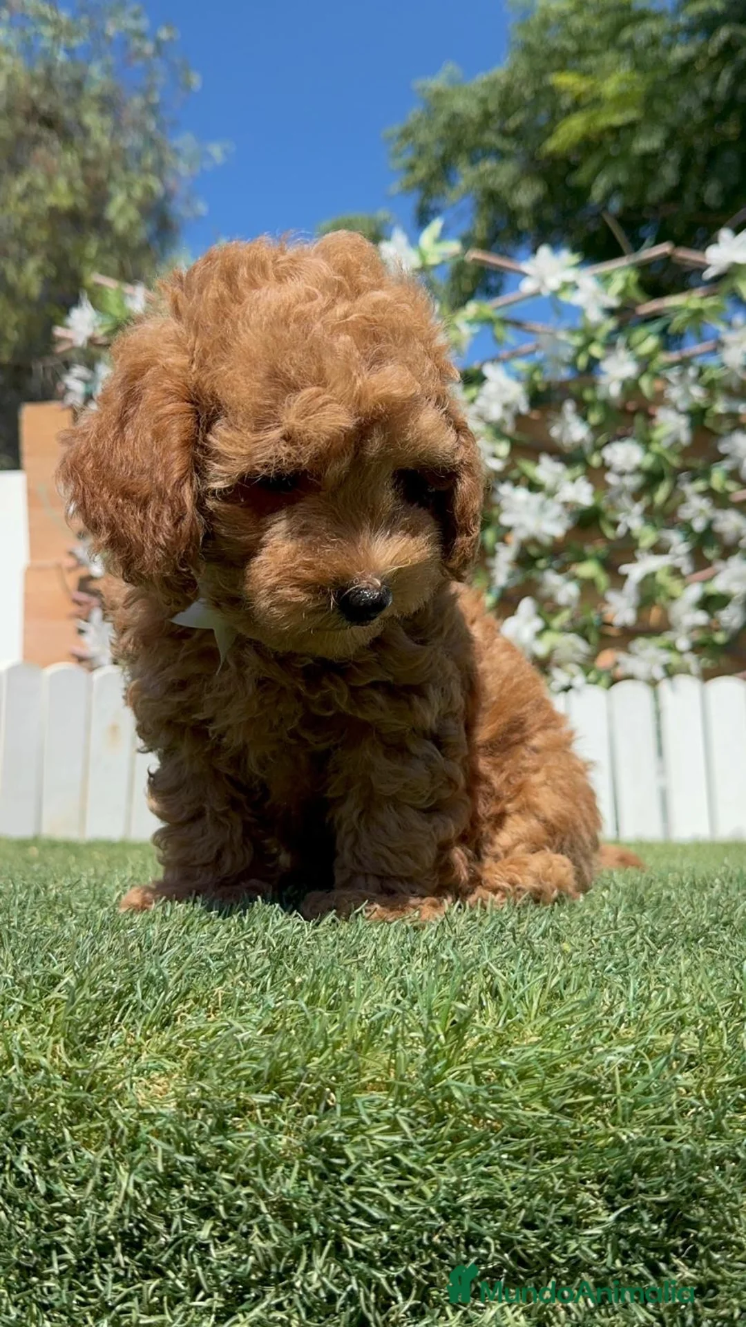 Caniche Toy perros en venta: CANICHE TOY-LISTO PARA ENTREGAR - Anuncio 1