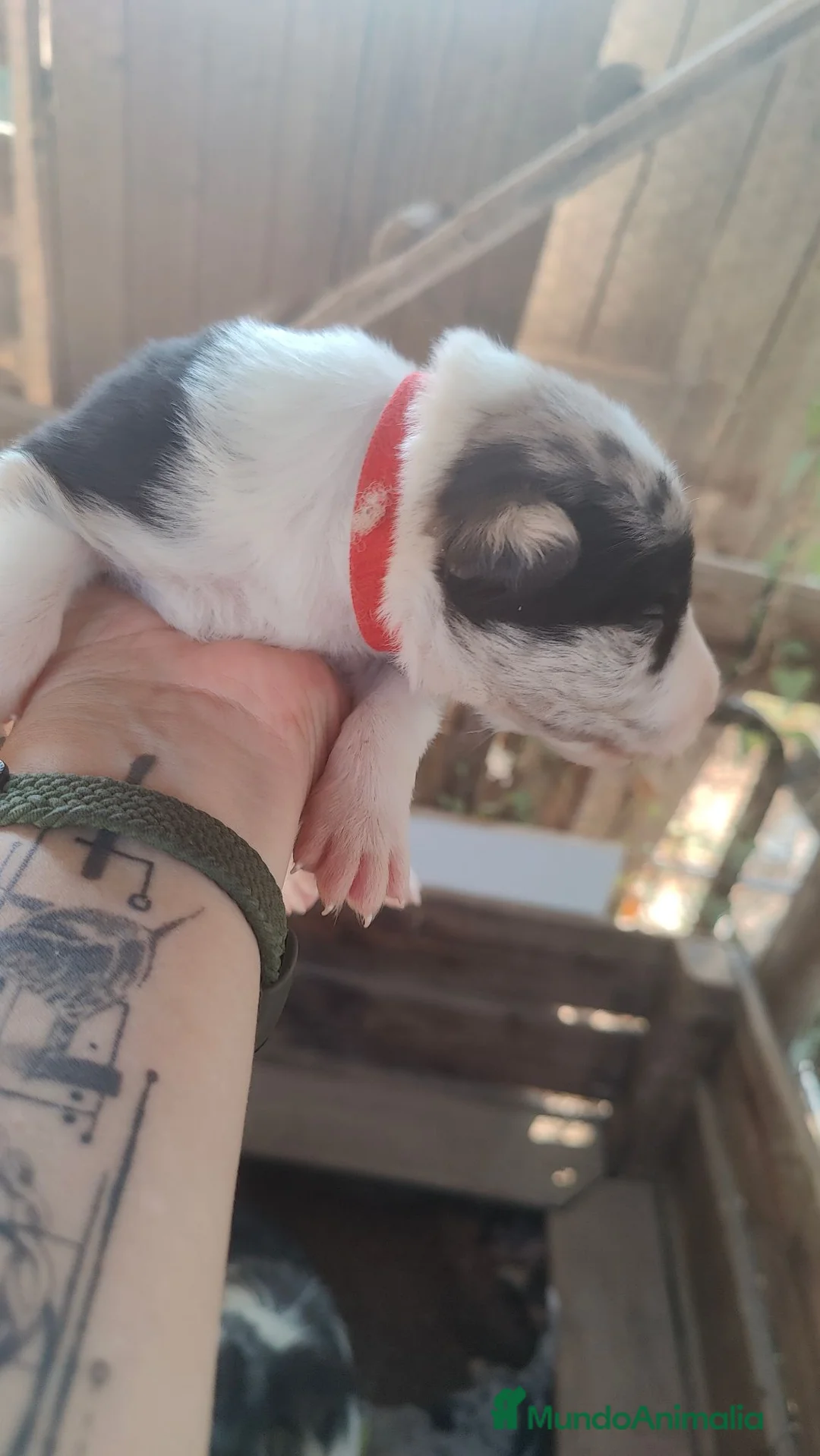 Border Collie perros en venta: Border Collie disponibles - entrega septiembre - Anuncio 11
