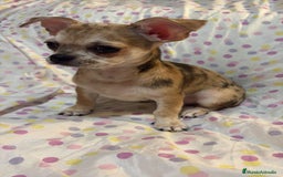 Chihuahua perros en venta: Chihuahua toy merle  - Imagen 6