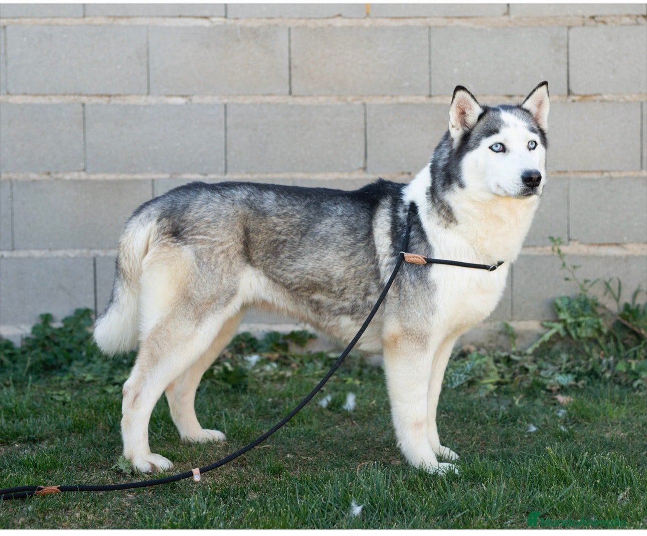 Husky Siberiano perros Hembras husky  - Anuncio 1