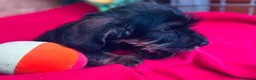 Teckel Miniatura perros en venta: Teckel Pelo Duro Miniatura - Anuncio 2