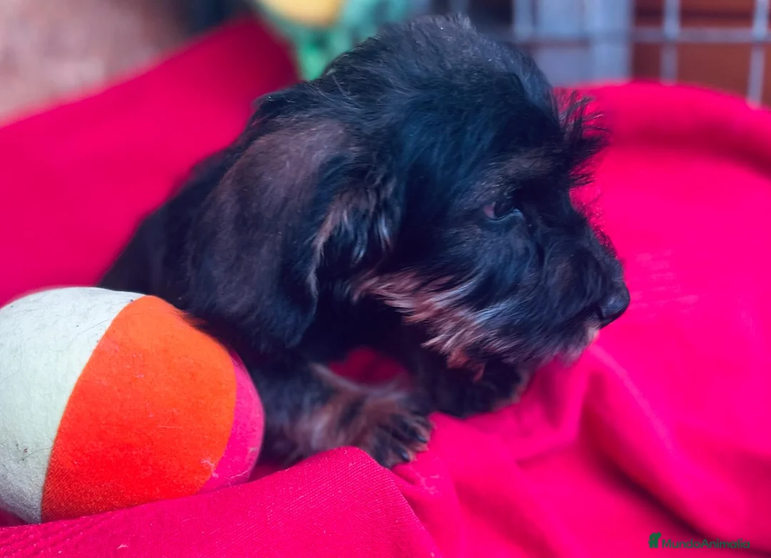 Teckel Miniatura perros en venta: Teckel Pelo Duro Miniatura - Anuncio 2