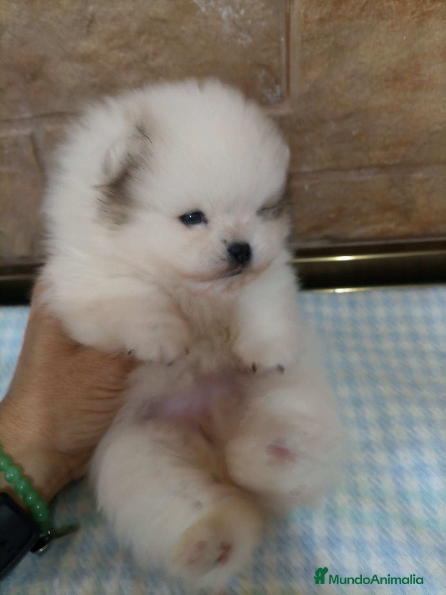 Pomerania perros Lulu pomerania hembra - Anuncio 1