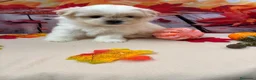 Shih Tzu perros en venta: Shih tzu Macho Bicolor!!! - Anuncio 3