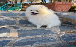 Pomerania perros en venta: Pomerania Macho disponible.  - Imagen 9