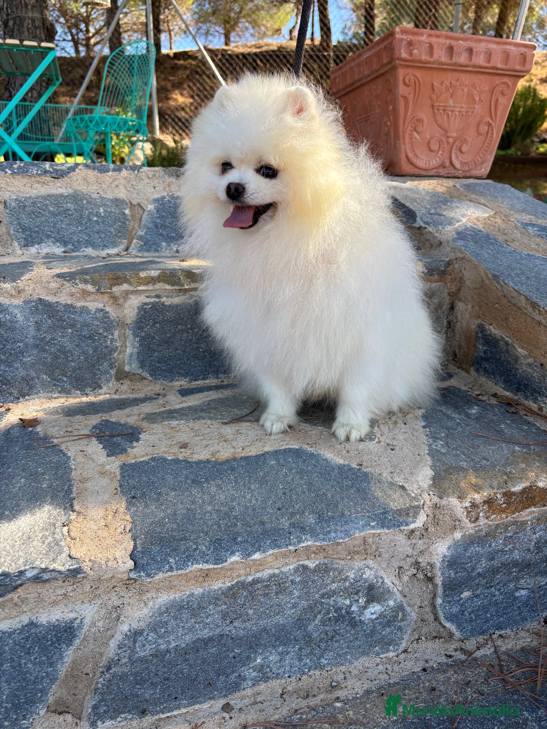 Pomerania perros en venta: Pomerania Macho disponible.  - Imagen 9