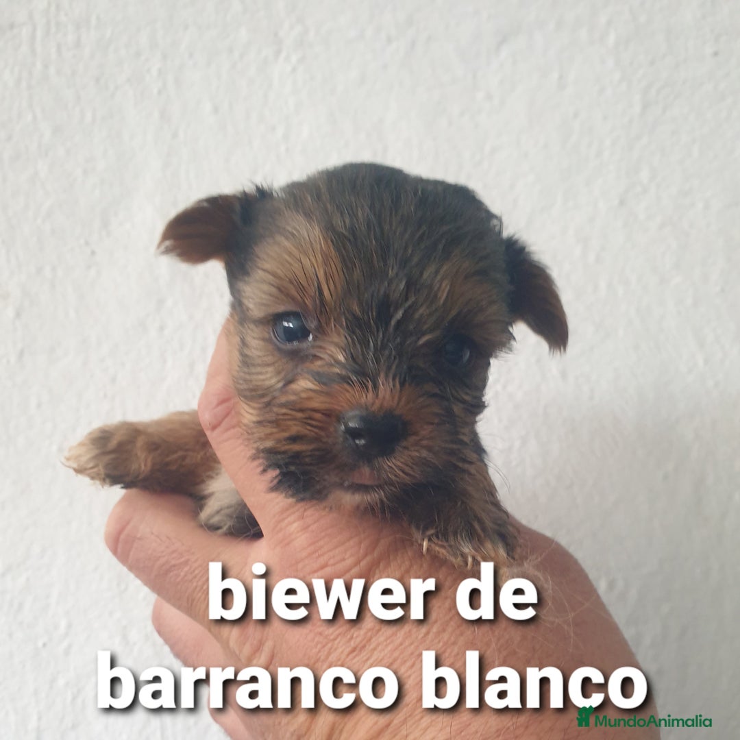 Biewer Yorkshire Terrier a la Pom Pon perros en venta: Biewer y golden con pedigree - Imagen 7