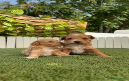 Caniche Toy perros en venta: CANICHE TOY MACHO - Imagen 9